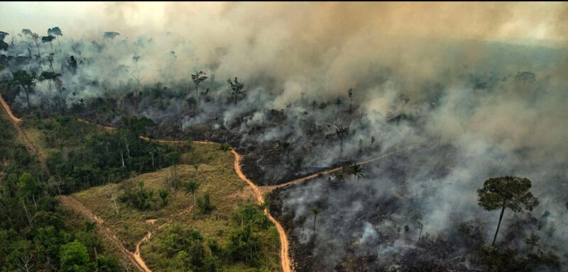 Foto de uma área de floresta em chamas, no município de Altamira.