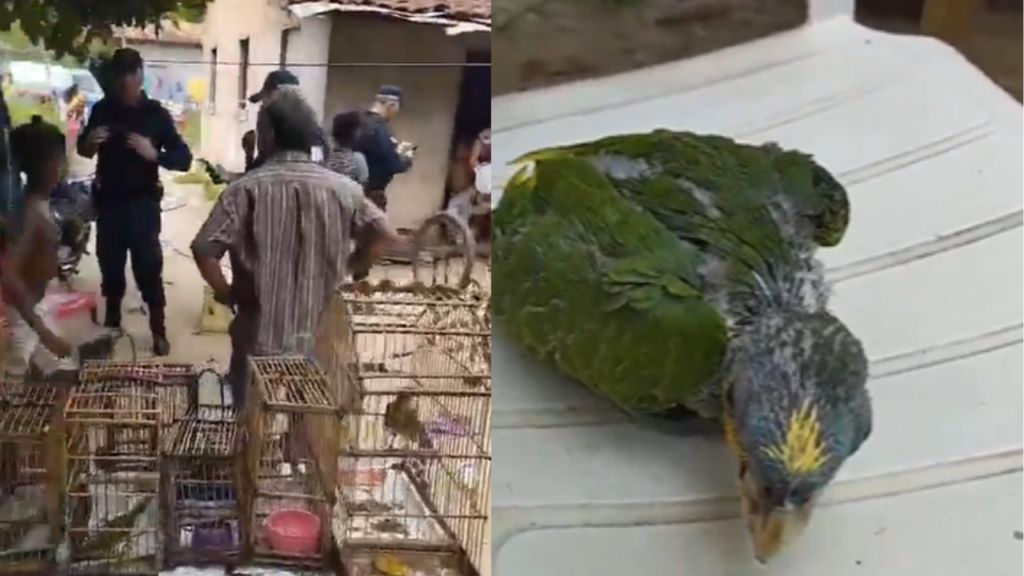 Várias gaiolas de aves em um quintal de uma casa. Na outro lado, um papagaio verde