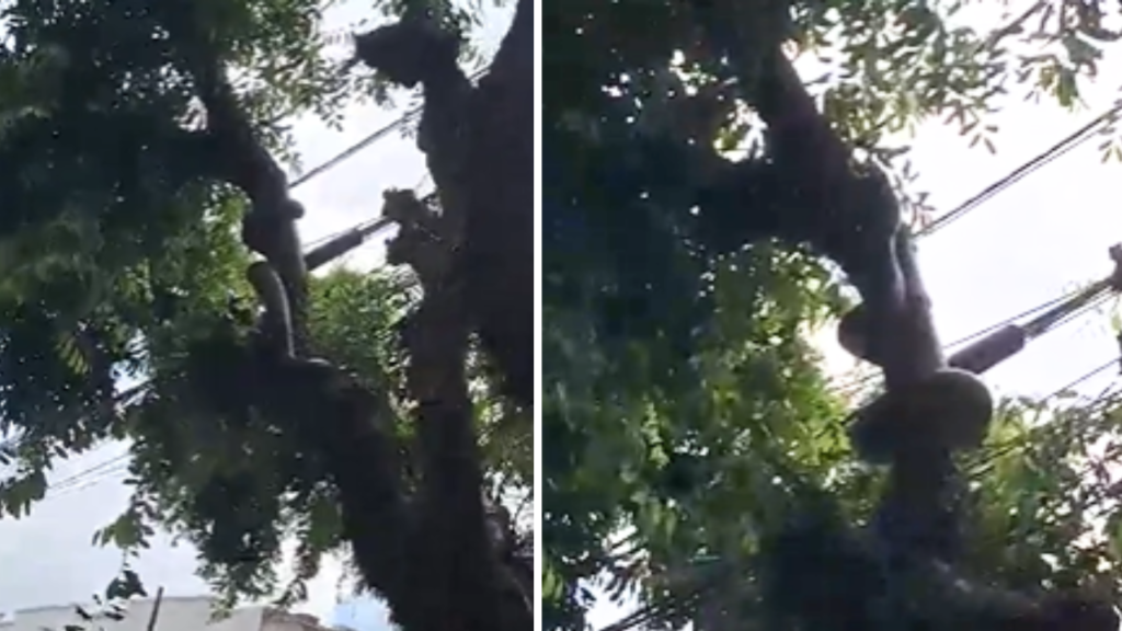 Cobra em cima de uma árvore