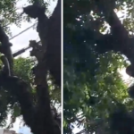 Cobra em cima de uma árvore