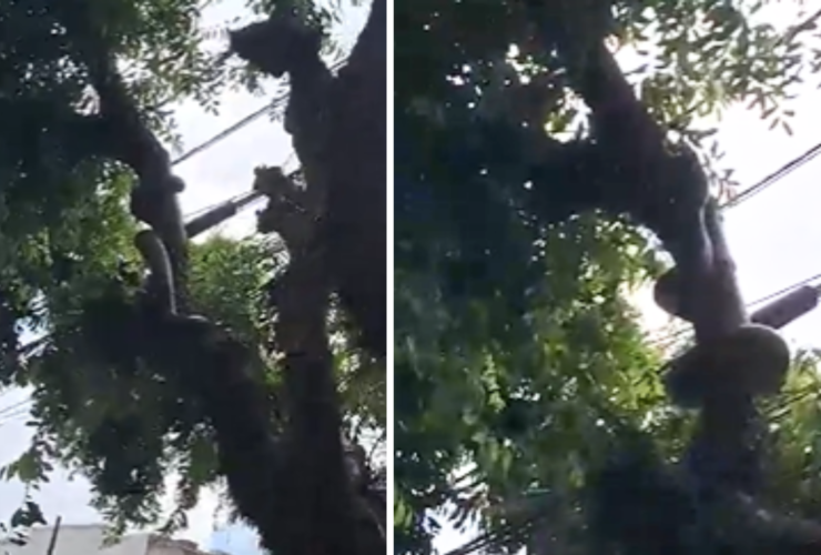 Cobra em cima de uma árvore