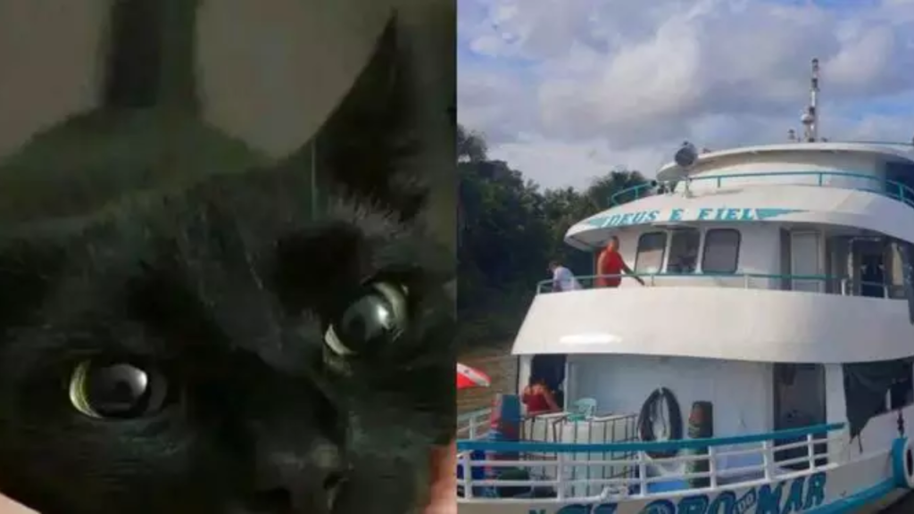Gata preta e um barco de ferro com as cores nas cores branco e azul