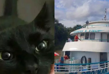 Gata preta e um barco de ferro com as cores nas cores branco e azul