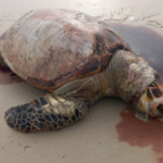 Tartaruga morta em uma praia de Salinas