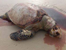 Tartaruga morta em uma praia de Salinas