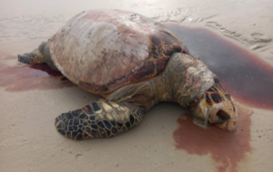 Tartaruga morta em uma praia de Salinas