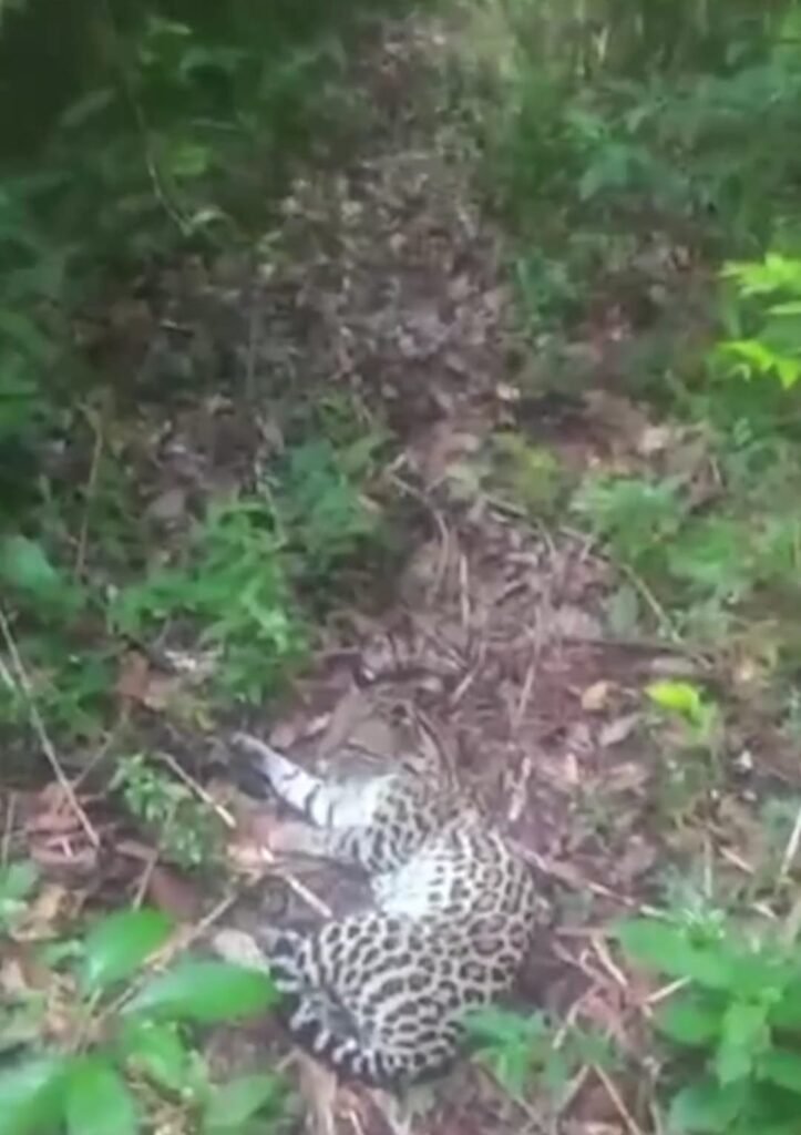 O acidente ocorreu nas proximidades da Vila do Cajú,.