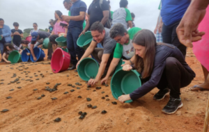 Tartarugas sendo soltas na areia