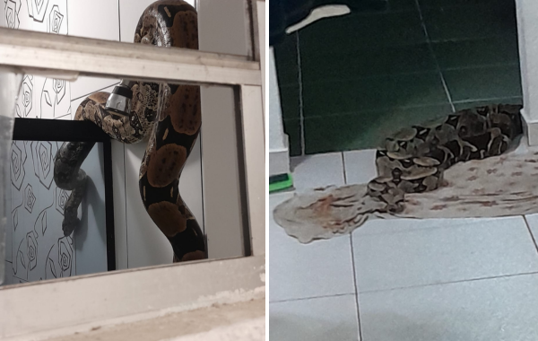 Cobra de grande pode enrolada em um banheiro