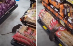 Rato em um supermercado de Ananindeua