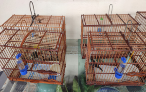 aves em gaiolas