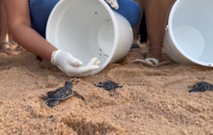 tartarugas marinhas