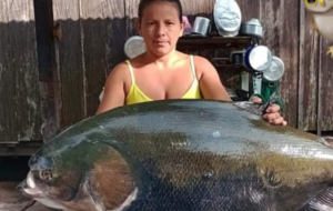 Pescadora com um grande tambaqui