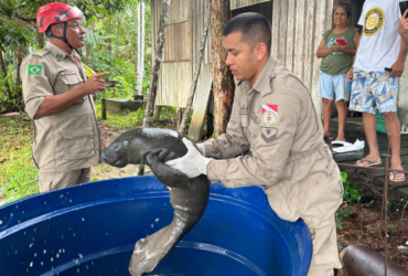filhote de peixe-boi