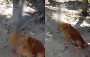 Cachorro com um facão cravado na cabeça