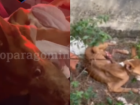 Cadela que sofreu maus-tratos em Paragominas