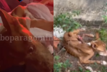 Cadela que sofreu maus-tratos em Paragominas