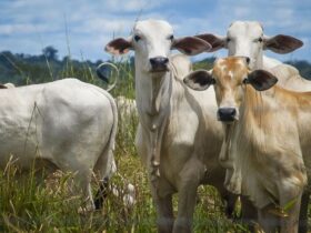 Projeção de crescimento econômico do Pará e maior do que a média nacional.