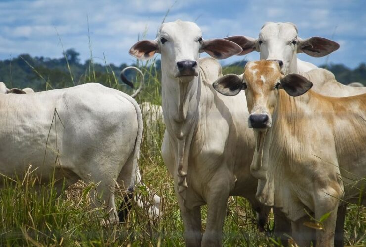 Projeção de crescimento econômico do Pará e maior do que a média nacional.