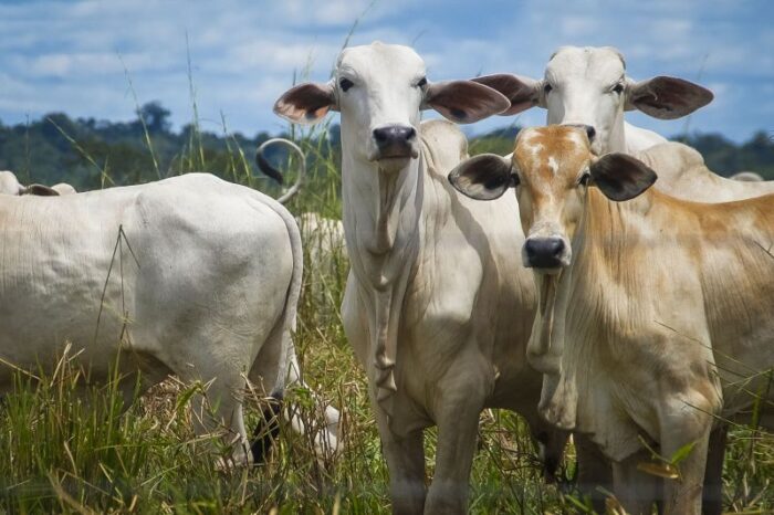 Projeção de crescimento econômico do Pará e maior do que a média nacional.