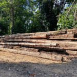 Área de floresta no território Amanayé com sinais de extração ilegal de madeira em Goianésia do Pará.
