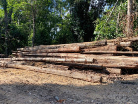 Área de floresta no território Amanayé com sinais de extração ilegal de madeira em Goianésia do Pará.