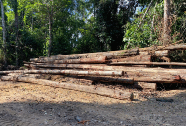 Área de floresta no território Amanayé com sinais de extração ilegal de madeira em Goianésia do Pará.