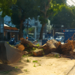 Operários removem restos de uma árvore derrubada por segurança, enquanto o trânsito segue ao redor na área urbana.