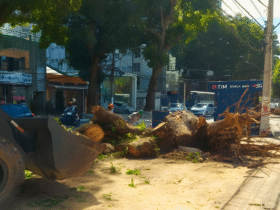 Operários removem restos de uma árvore derrubada por segurança, enquanto o trânsito segue ao redor na área urbana.