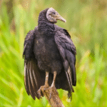 Aves amazônicas preservadas em acervo do Smithsonian após coleta no Projeto Ecológico Belém.