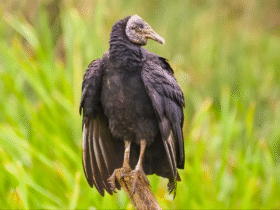 Aves amazônicas preservadas em acervo do Smithsonian após coleta no Projeto Ecológico Belém.