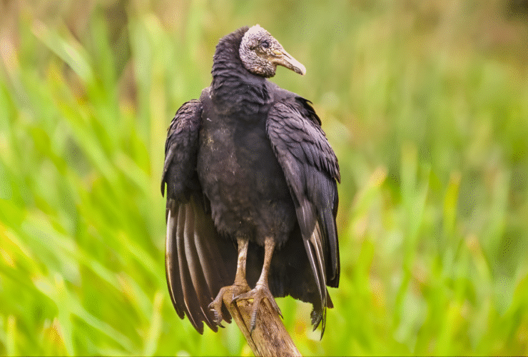 Aves amazônicas preservadas em acervo do Smithsonian após coleta no Projeto Ecológico Belém.