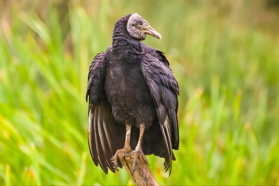 Aves amazônicas preservadas em acervo do Smithsonian após coleta no Projeto Ecológico Belém.