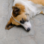 a imagem mostra um cachorrinho deitado e triste