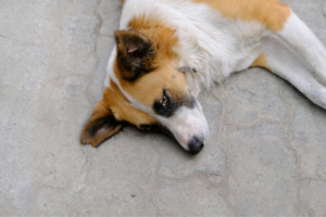 a imagem mostra um cachorrinho deitado e triste