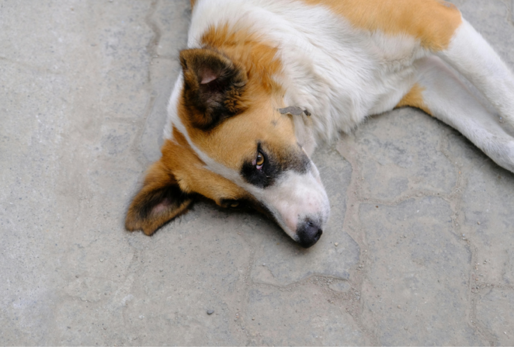 a imagem mostra um cachorrinho deitado e triste