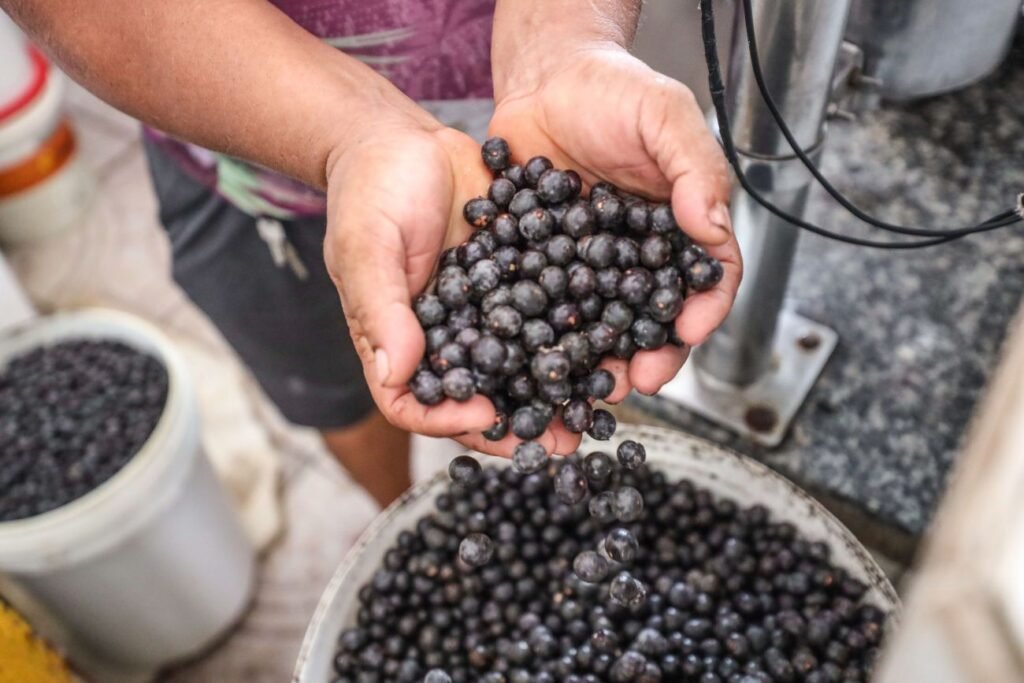 Preço do açaí tem alta em Belém e pesa no bolso do consumidor.