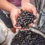 Preço do açaí tem alta em Belém e pesa no bolso do consumidor.