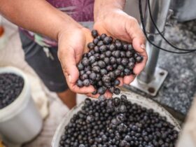 Preço do açaí tem alta em Belém e pesa no bolso do consumidor.