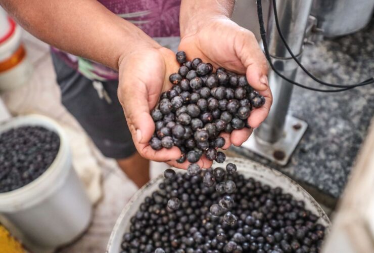Preço do açaí tem alta em Belém e pesa no bolso do consumidor.