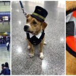 Cadela foi adotada por funcionários do Aeroporto de Guarulhos.