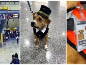 Cadela foi adotada por funcionários do Aeroporto de Guarulhos.