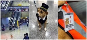 Cadela foi adotada por funcionários do Aeroporto de Guarulhos.