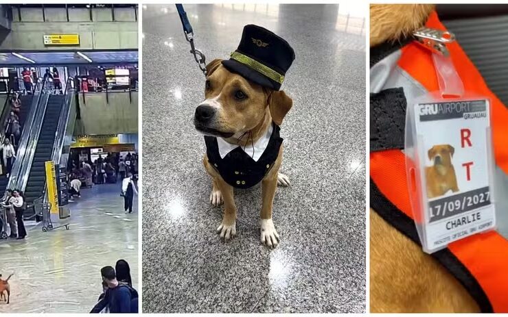 Cadela foi adotada por funcionários do Aeroporto de Guarulhos.