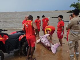Animal foi encontrado preso em rede de pesca na praia do Farol, em Mosqueiro.