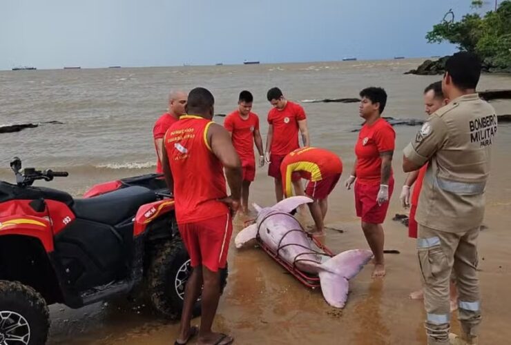 Animal foi encontrado preso em rede de pesca na praia do Farol, em Mosqueiro.