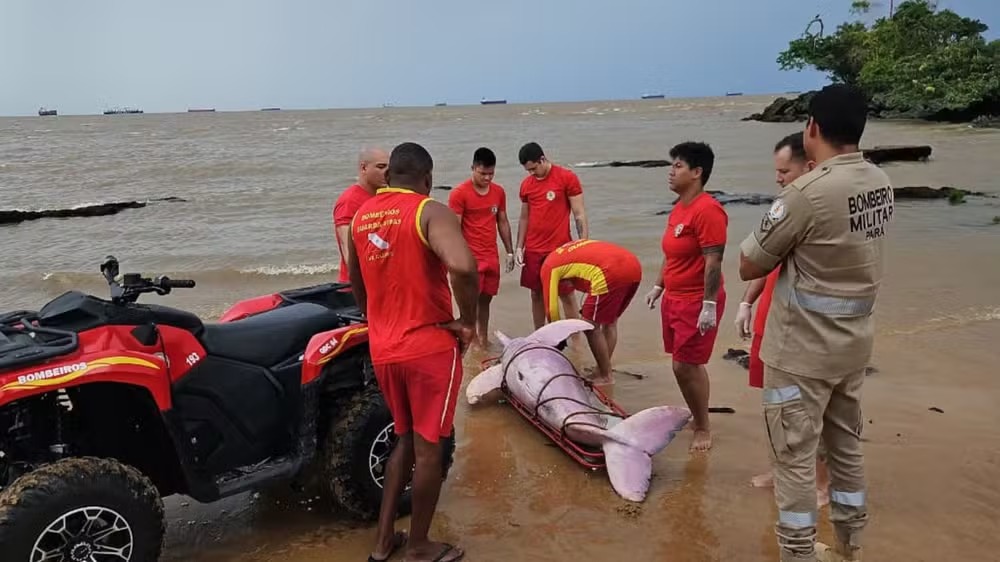 Animal foi encontrado preso em rede de pesca na praia do Farol, em Mosqueiro.