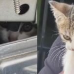 Filhote de gato estava preso dentro do motor da viatura e foi adotado após o resgate.