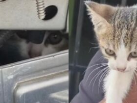 Filhote de gato estava preso dentro do motor da viatura e foi adotado após o resgate.