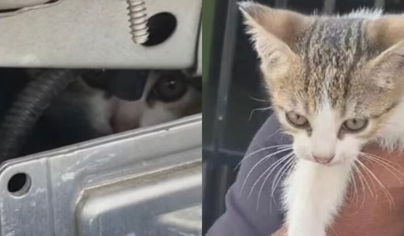 Filhote de gato estava preso dentro do motor da viatura e foi adotado após o resgate.